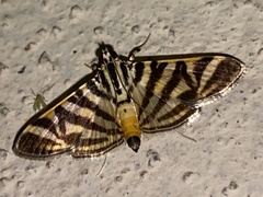 Spilomela discordens