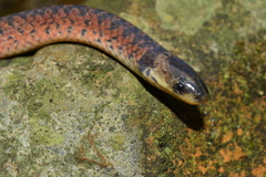 Atractus paraguayensis