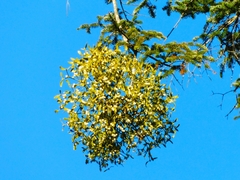 Viscum album abietis