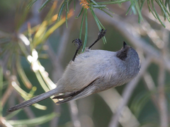 Psaltriparus minimus