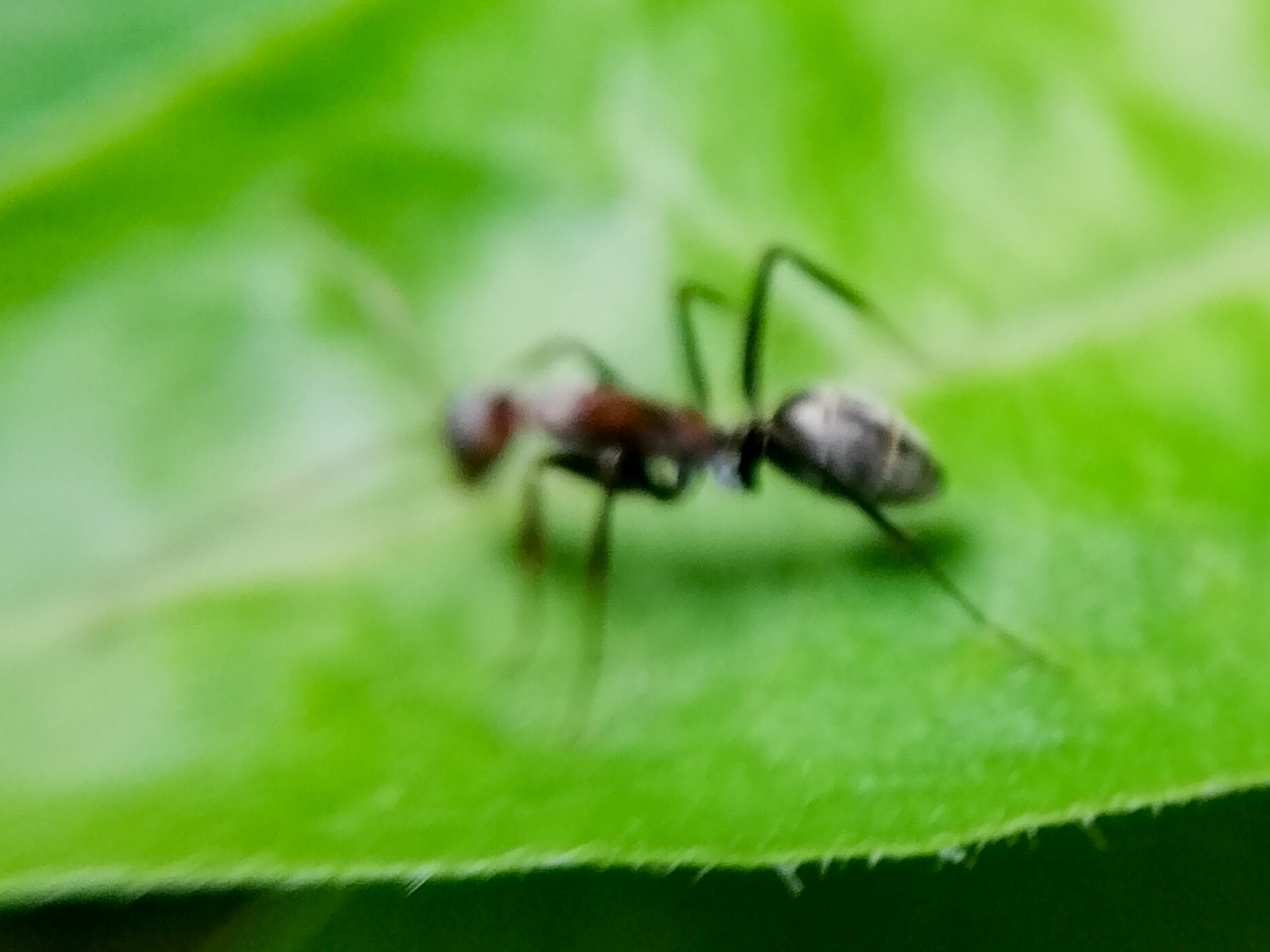 Camponotus rufoglaucus