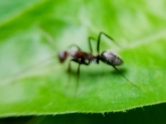 Camponotus rufoglaucus