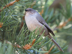 Psaltriparus minimus