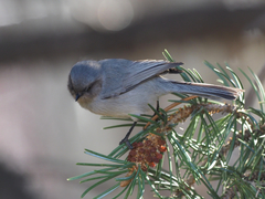 Psaltriparus minimus