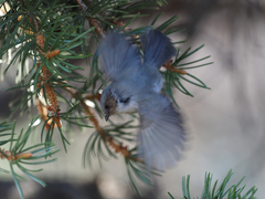 Psaltriparus minimus