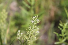Thesium repens