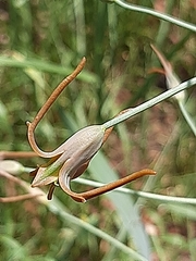 Dipcadi glaucum