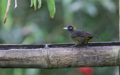 Mitrospingus cassinii