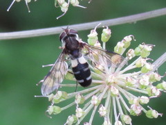 Leucozona laternaria