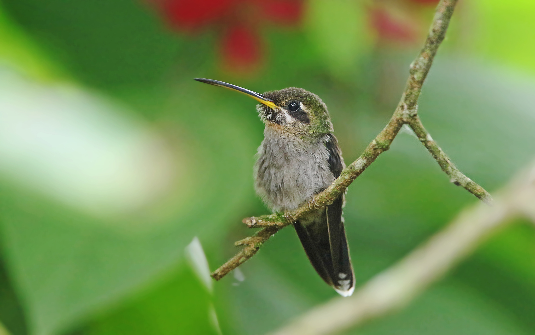 Band-tailed Barbthroat (Threnetes ruckeri)