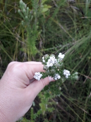 Phylica parviflora