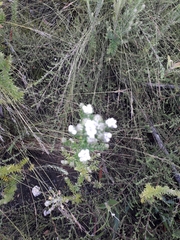 Phylica parviflora