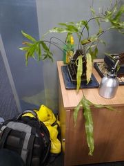 Leptochilus pteropus