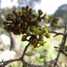 Asteropeia densiflora - Photo no rights reserved, uploaded by Romer Rabarijaona