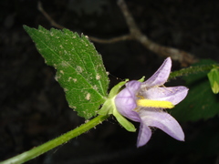Campanula trachelium subsp. mauritanica image
