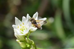 Anthodioctes