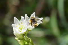Anthodioctes