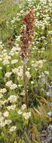 Image of Satyrium princeps by (c) Nicola van Berkel, some rights reserved (CC BY-SA)