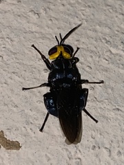 Cyphomyia leucocephala