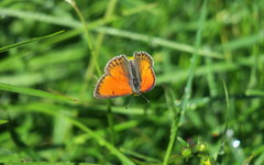 Lycaena candens