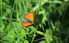 Lycaena candens
