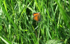 Lycaena candens