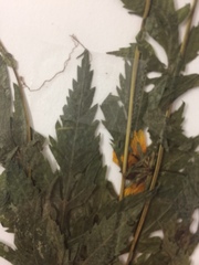 Asteraceae