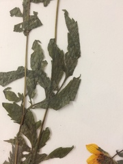 Asteraceae