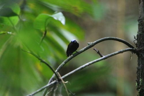 Velvety Manakin (Lepidothrix velutina), photo 5