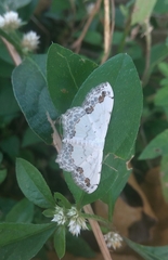 Scopula pulchellata agg