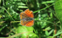 Lycaena candens