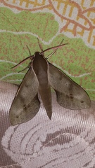 Xylophanes rhodocera