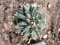 Mammillaria sphaerica