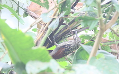 Xiphorhynchus lachrymosus