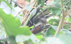 Xiphorhynchus lachrymosus