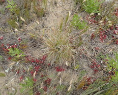 Pentameris calcicola