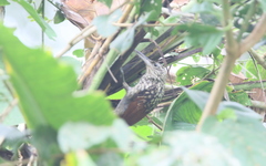 Xiphorhynchus lachrymosus