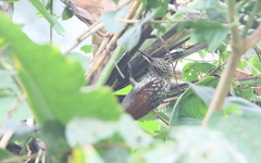 Xiphorhynchus lachrymosus