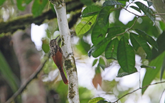 Xiphorhynchus lachrymosus