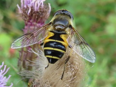 Eristalis horticola