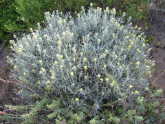 Castilleja hololeuca