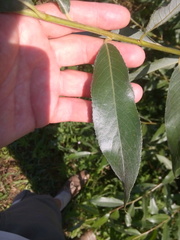Salix
