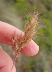 Pentameris calcicola