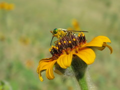 Esenbeckia