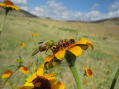 Esenbeckia