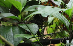 Ornithion brunneicapillus