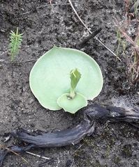 Habenaria lithophila