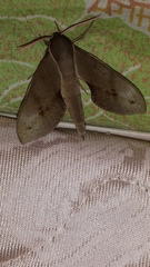 Xylophanes rhodocera