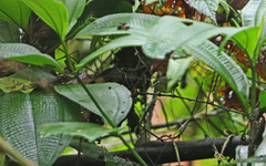 Ornithion brunneicapillus