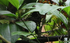 Ornithion brunneicapillus